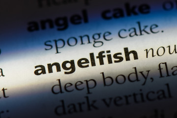 Obraz premium angelfish