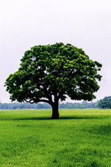 Fototapeta na wymiar Old oak tree on meadows.