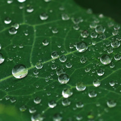 Water drop on leaf after the rain.