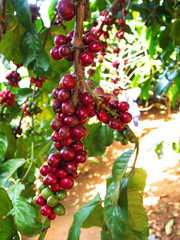 Closeup Coffee Tree in Coffee Farm Village Harvest House.Travel in Dalat City, Vietnam in 2012. 5th December.