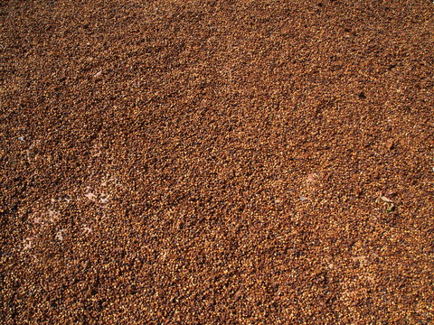 Drying Coffee Seeds in Coffee Farm Village Harvest House.Travel in Dalat City, Vietnam in 2012. 5th December. - Powered by Adobe