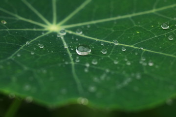Water drop on leaf after the rain.