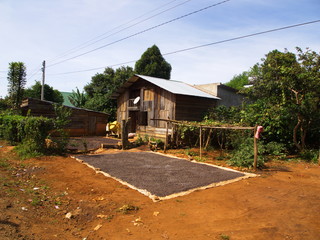 Drying Coffee Seeds in Coffee Farm Village Harvest House.Travel in Dalat City, Vietnam in 2012. 5th December.
