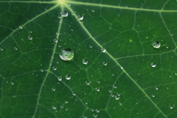 Water drop on leaf after the rain.