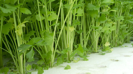 Hydroponics vegetables celery growing natural pattern on white foam background, Close up..