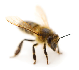  Bee isolated on white background.
