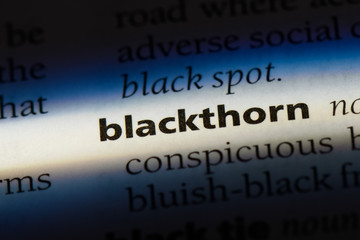 blackthorn