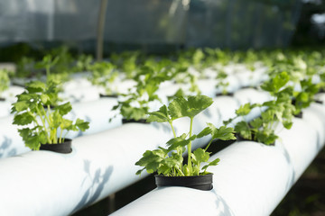 Vegetables celery hydroponics growing in black plastic cup on the blue rails, healthy food ,Close up.