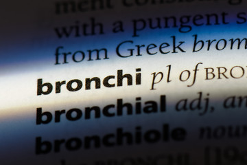 bronchi