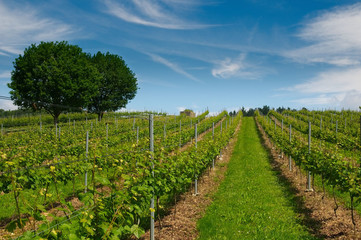 Fototapeta na wymiar field of vineyards at noon in spring