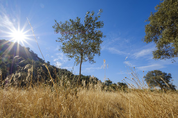 landscape of very flammable grass in a meadow, creating an extreme risk of fire. extremadura spain
