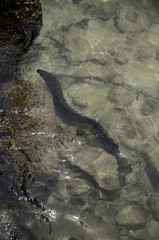 Black moray fish