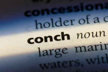  conch