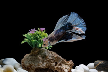 Fighting fish, Siamese fish, in a fish tank decorated with pebbles and trees, Black background.