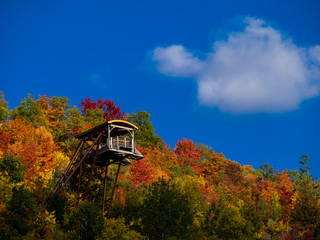 This is a picture of autumn leaves at Mont-Tremblant in the Laurentian plateau in Quebec, Canada....