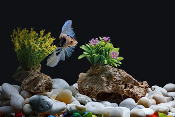 Fighting fish, Siamese fish, in a fish tank decorated with pebbles and trees, Black background.