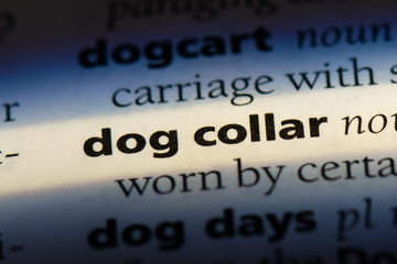 Obraz premium dog collar