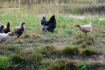 Rooster. The leader on a farm among chickens.