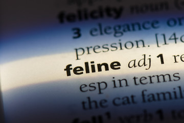  feline © Casimiro