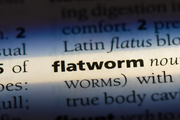  flatworm