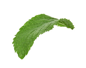 Fresh green mint leaf on white background