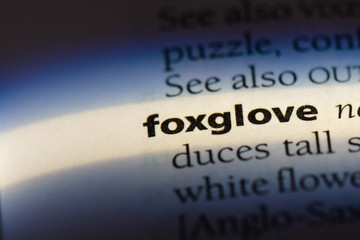  foxglove