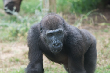 Morning Tour at Ramat Gan Safari Park