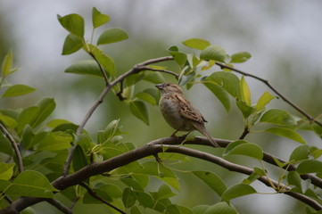 sparrow on tree