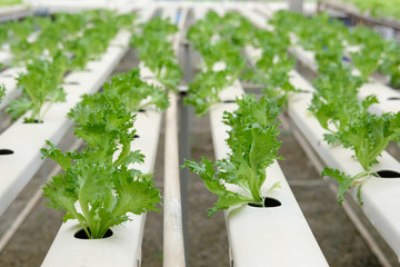 lettuce vegetable growing in greenhouse in hydroponic farm