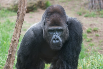 Morning Tour at Ramat Gan Safari Park