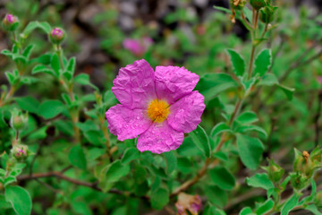 Beautiful Pink Crinkled Flower With Water Drops And Green Background