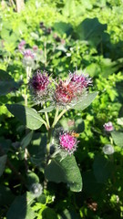 Репейник и пчела