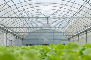 lettuce vegetable growing in greenhouse in hydroponic farm