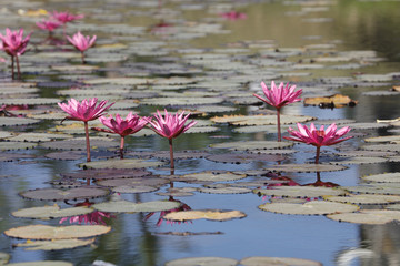 Water lily blossoming