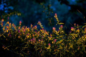 fairy tale forest at sunset with wild flowers and trees