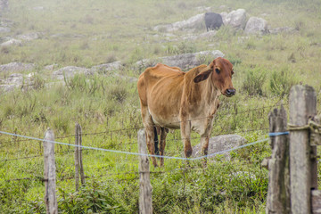 cows and brazilian ox