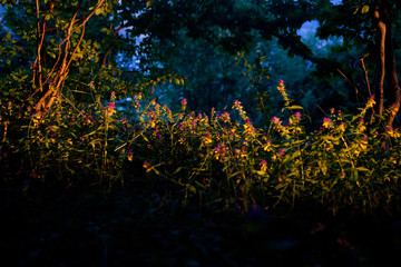 Fototapeta na wymiar fairy tale forest at sunset with wild flowers and trees