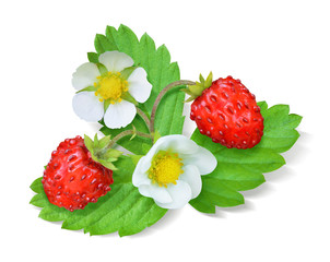 Wild strawberry isolated on white background
