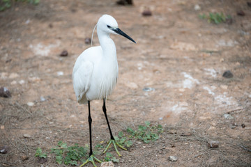 Morning Tour at Ramat Gan Safari Park