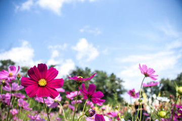 Obraz na płótnie Canvas Cosmos flowers blooming in the garden.Pink and red cosmos flowers garden, soft focus and look in blue color tone.Cosmos flowers blooming in Field.