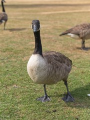 Close-up of canada goose on grass field. Geese in the background.