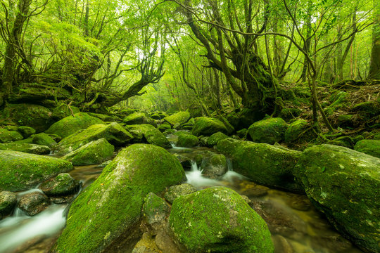 Moss covered stones in a small stream. Surrounded by old trees. Yakushima Island, Japan.
