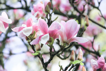 inflorescence of a gentle bush of pink magnolia flowers on a pink background, A bush of pink and white magnolia flowers, a beautiful pink magnolia blossom, a magnolia blooms in the spring