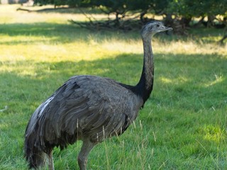 Common ostrich (Struthio camelus) standing in the shade of green grass field. Trees in the background.