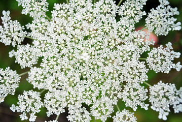 Daucus carota (wild carrot, bird's nest, bishop's lace,  Queen Anne's lace), close up macro detail organic texture, soft blurry background