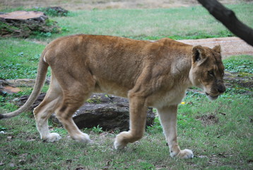 Portrait of a Lioness
