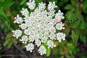 Daucus carota (wild carrot, bird's nest, bishop's lace,  Queen Anne's lace), close up organic...