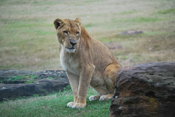 Portrait of a Lioness