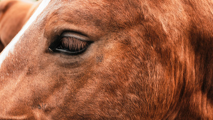 Chevaux