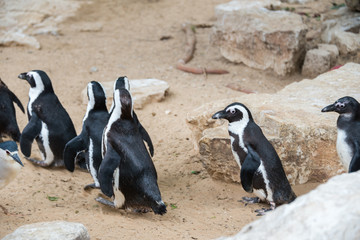 Morning Tour at Ramat Gan Safari Park
